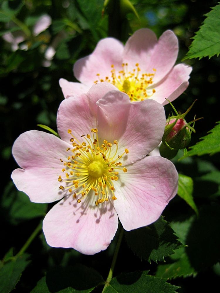 Rosa canina agg.